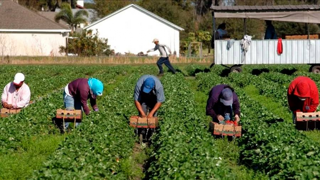 Sin mexicanos migrantes no habrían quien trabaje campo de EU 