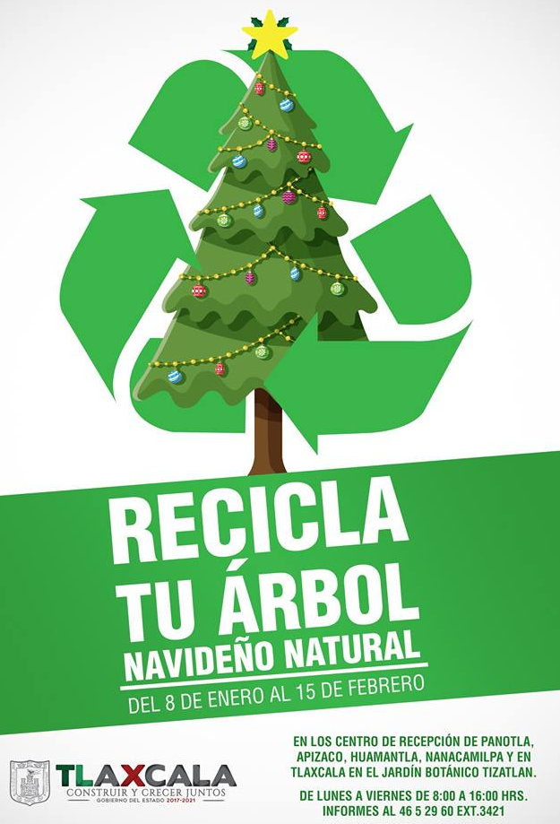 Abre CGE centros de acopio de árboles naturales de navidad