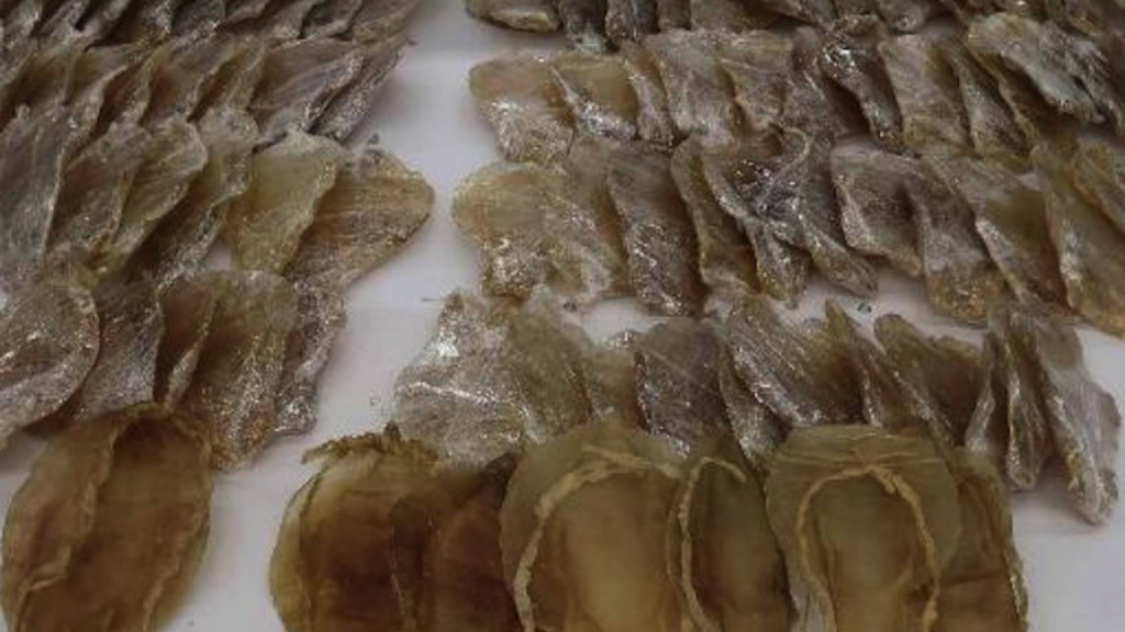 Decomisados en Hong Kong 28 kilos de totoaba