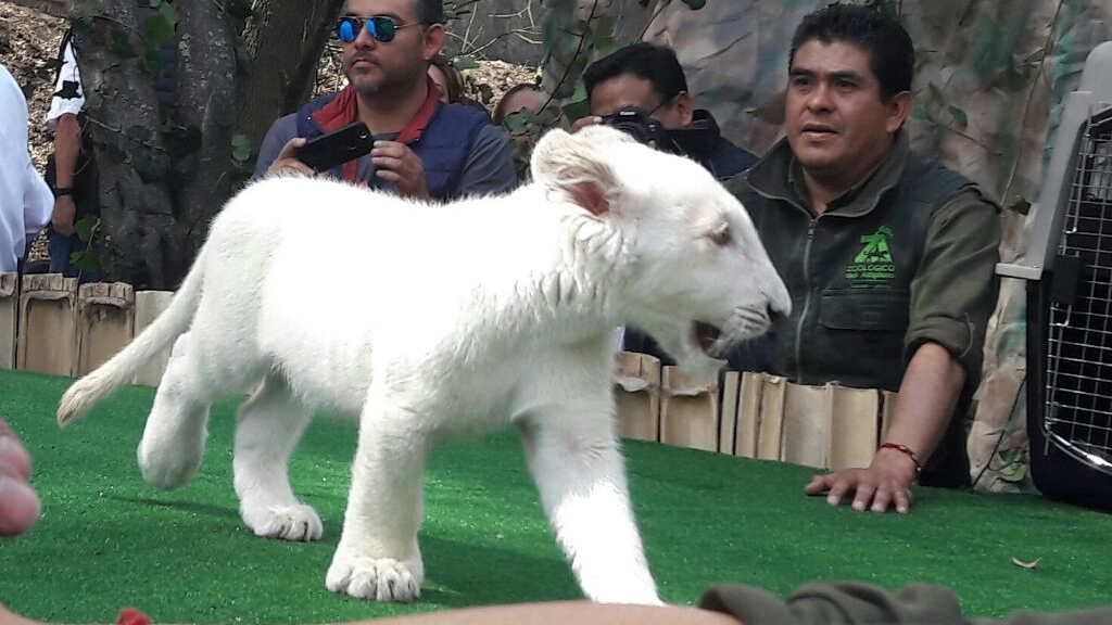 Xonotli, cachorro de León blanco nacido en Tlaxcala
