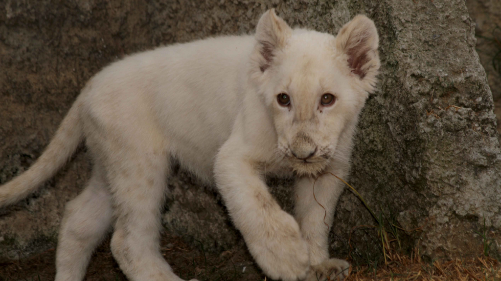 11 Y 18 de febrero, entrada gratuita al zoológico del altiplano