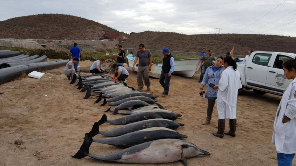Mueren 21 delfines que se quedaron varados