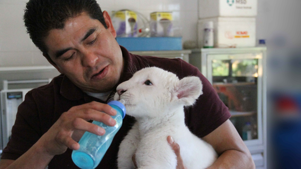 Domingo, entrada gratis al zoológico para ver a 