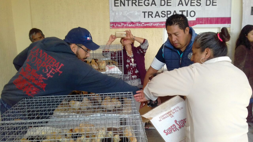 Chiautempan  entrega 573 aves de traspatio a 45 familias