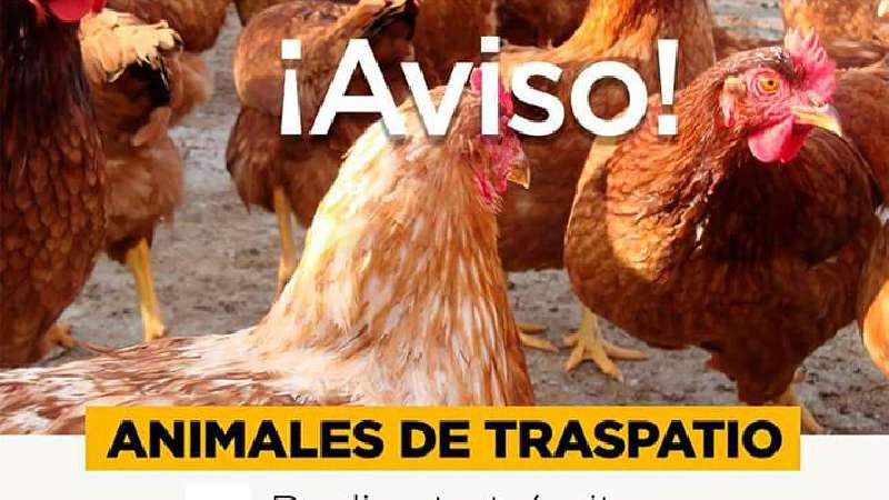 Animales de traspatio