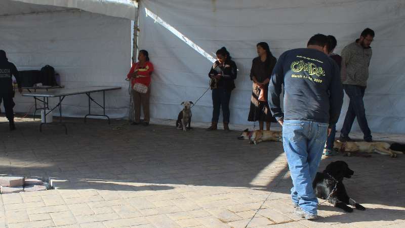 Arranca esterilización felina y canina en Tepetitla