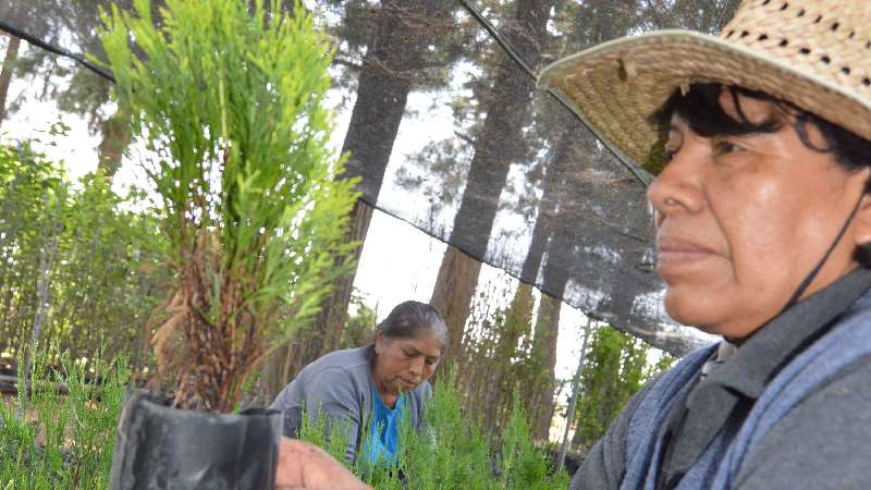 Inicia CGE servicio de resguardo de árboles ornamentales