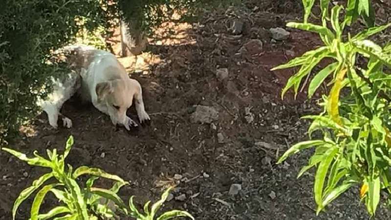 Por rascar sus plantas, mujer corta patas a sus perros