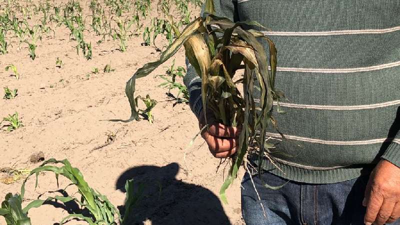 Dañan heladas “atípicas” cultivos en el oriente del estado