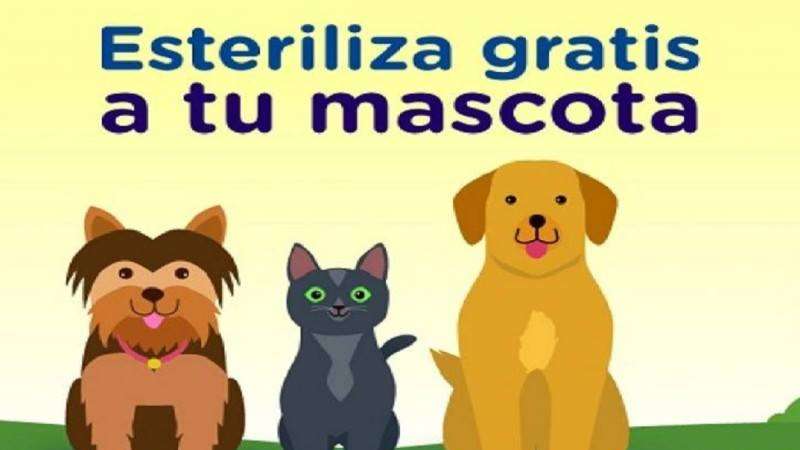 Esterilización de perros y gatos en Tocatlán