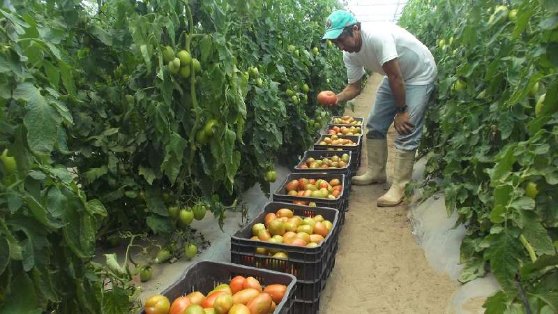 Otorga Fomtlax 474 créditos a micro y pequeñas empresas