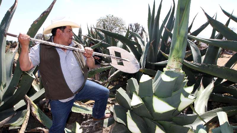 Comercializarán tlaxcaltecas destilado en el extranjero