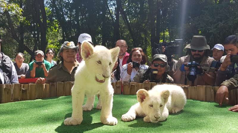 Proyectan santuario para león blanco en Tlaxcala