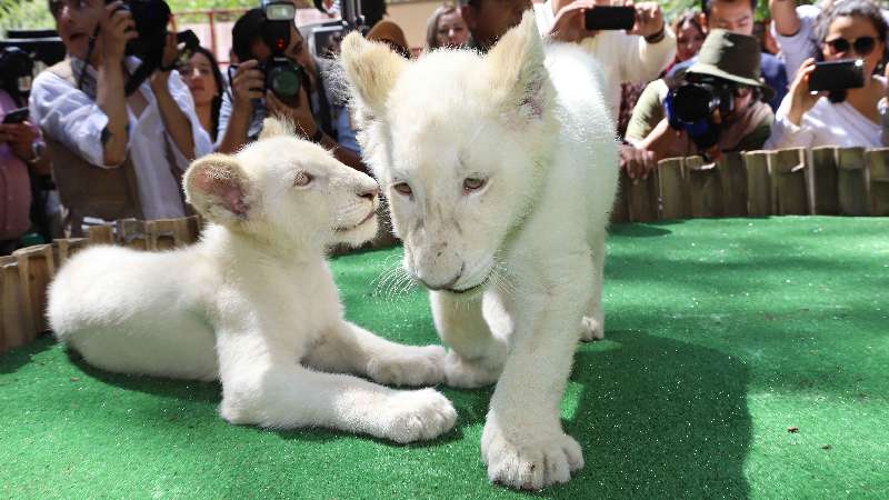 Tlaxcala, Santuario de leones blancos