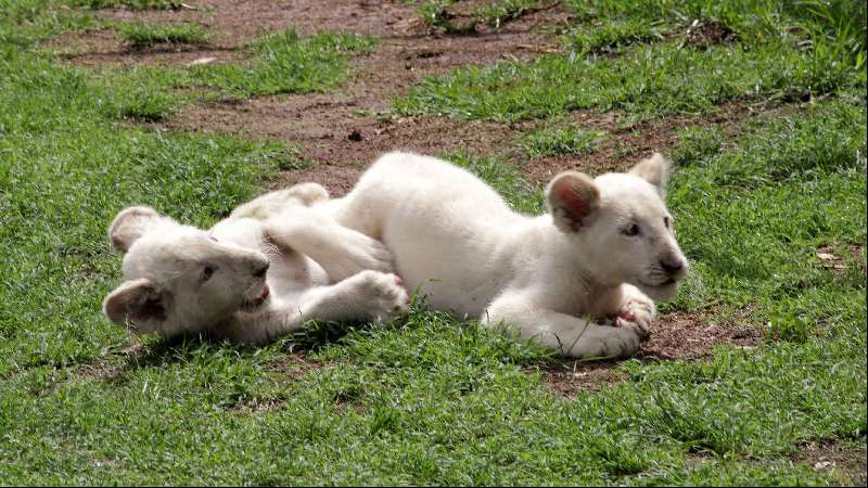 Sábado inicia exhibición de leoncitos blancos Zoo del Altiplano