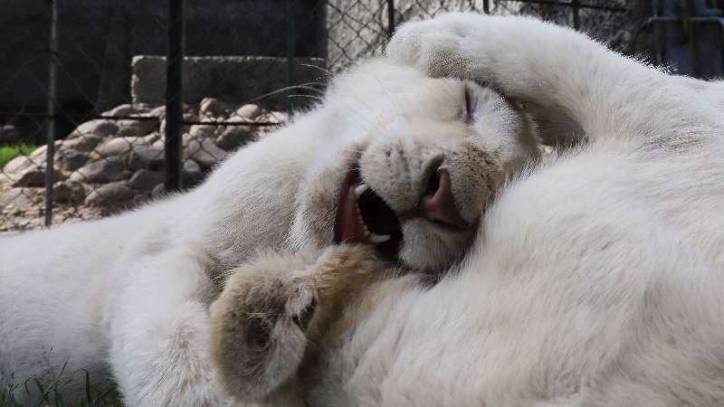 Zoológico del altiplano traerá más leones blancos a Tlaxcala