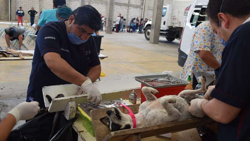Campaña de esterilización canina y felina en Xicohtzinco