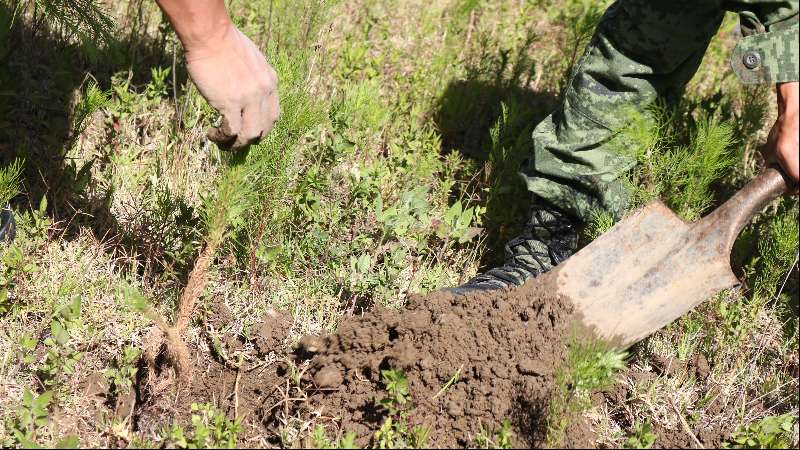 Chiautempan reforestación en San Pedro Xochiteotla