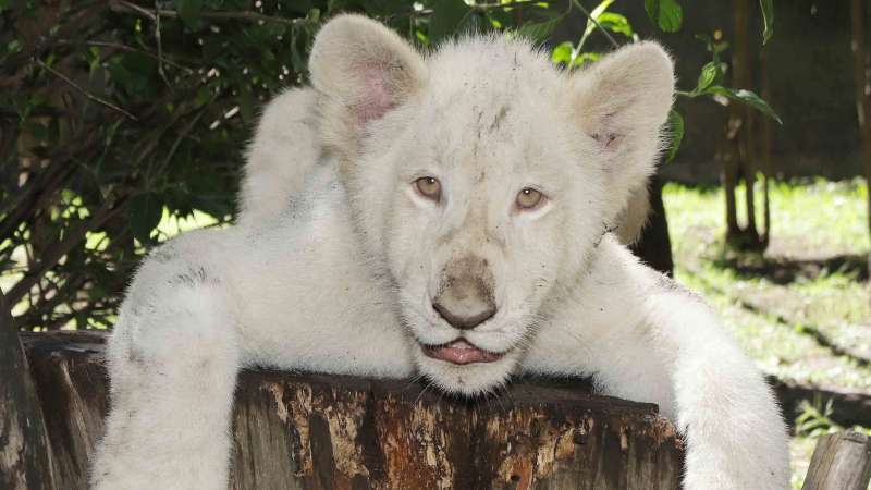 Domingo, entrada gratis a Zoo del Altiplano