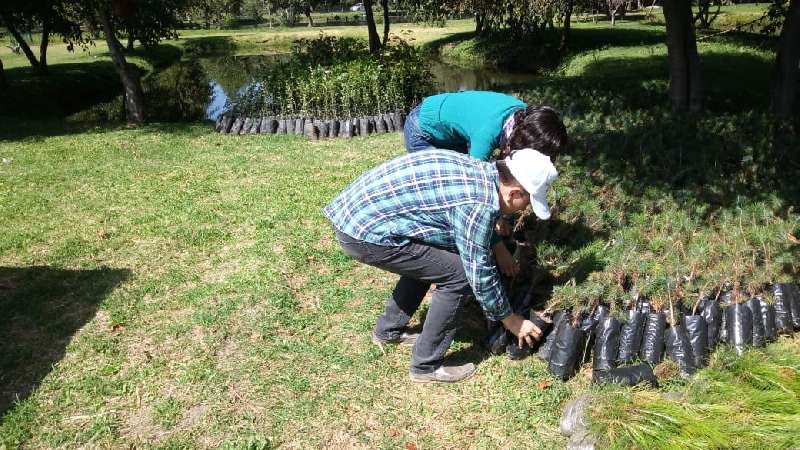 Distribuirán más de siete mil árboles en Zacatelco