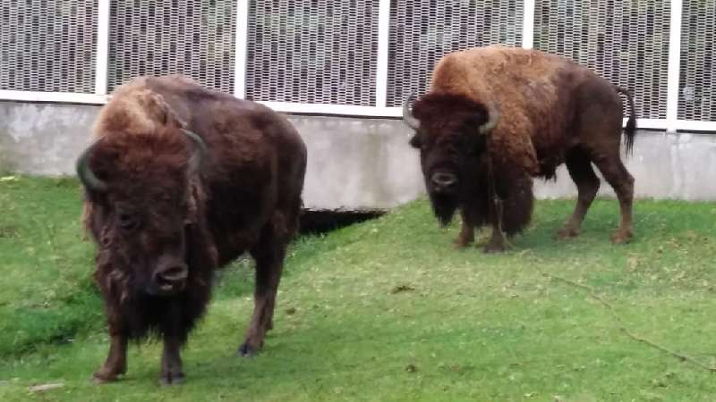 Llega pareja de bisonte americano al Zoológico del Altiplano