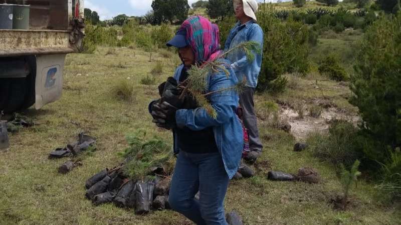 Inicia campaña de reforestación Ayuntamiento de Ixtenco