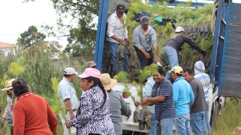 En Ixtacuixtla se siembra de 10 mil árboles de pino