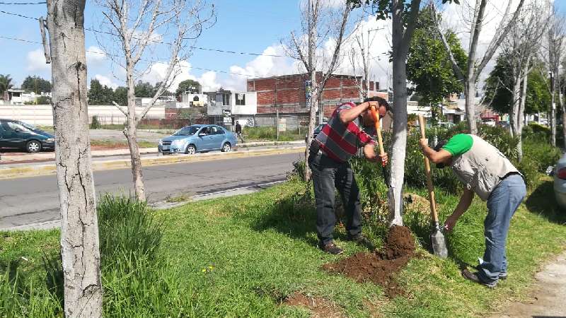 Reforestan espacios públicos en la comunidad de Acuitlapilco