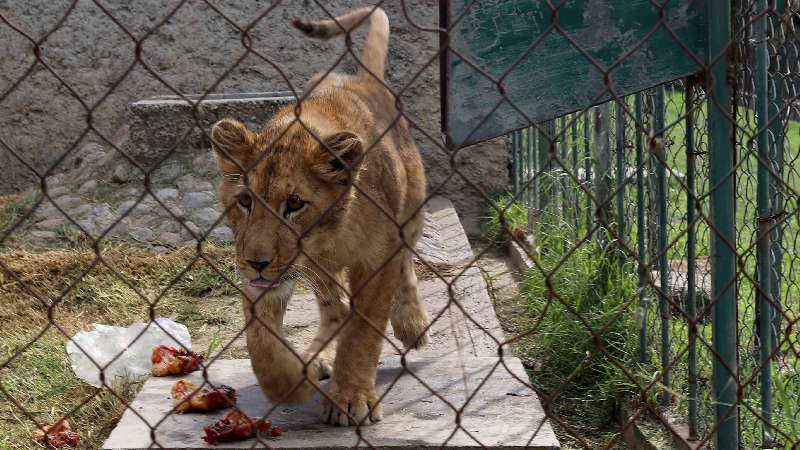Llegan dos leonas africanas al Zoológico del Altiplano