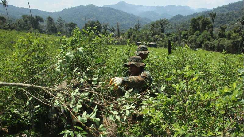 Los narcocultivos baten un nuevo récord en Colombia