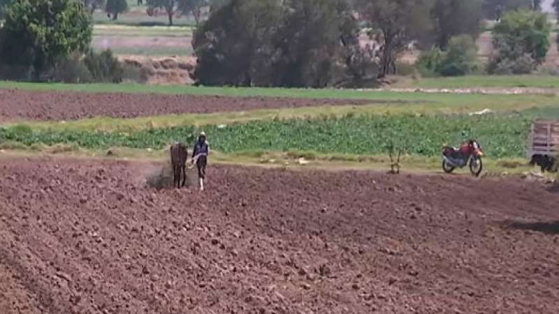 Campo  tlaxcalteca, de los que menos remunera trabajo