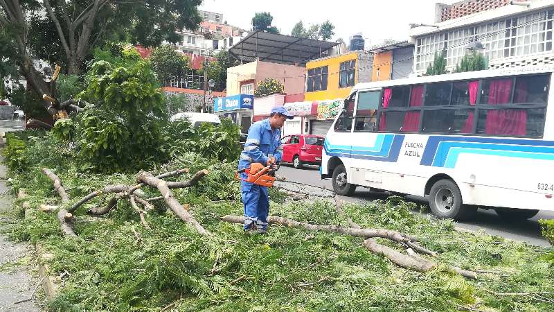 Atiende servicios públicos derribo de rama en bulevar Mariano