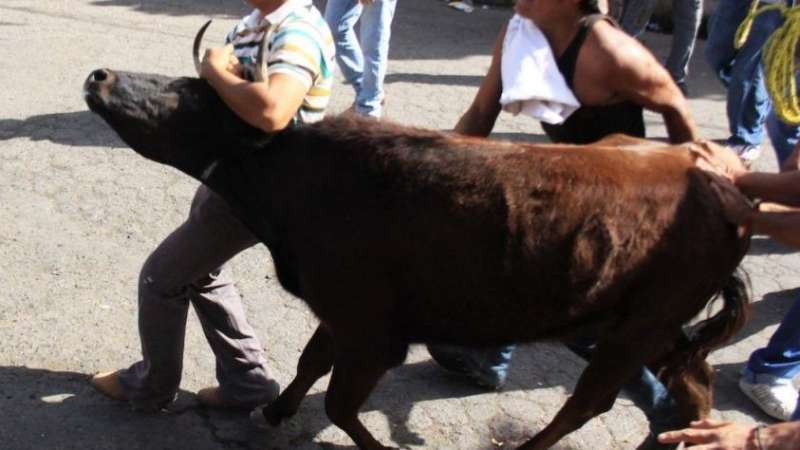 Suspenden en Huamantla encierro de vaquillas