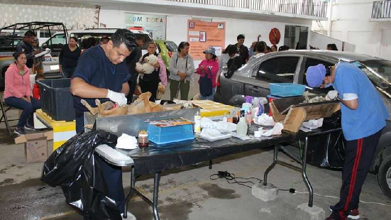 Campaña de esterilización de perros y gatos en Tocatlán