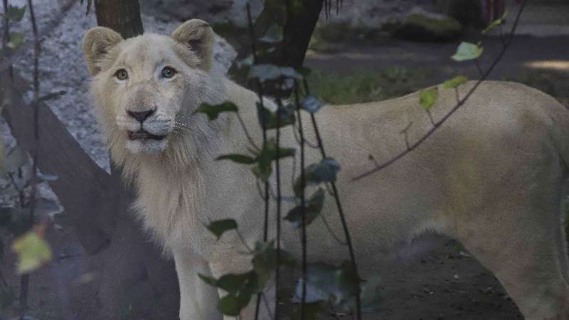 Celebrará Zoo de Tlaxcala primer año del león blanco 