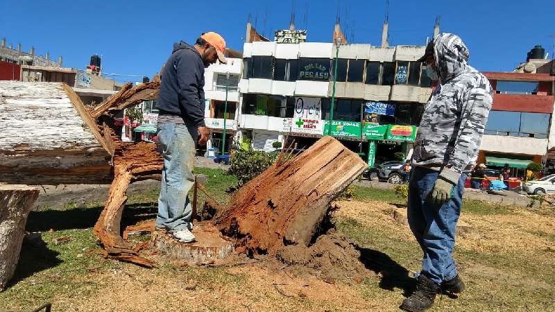 Reemplazan árboles para cambiar la imagen del parque Hidalgo