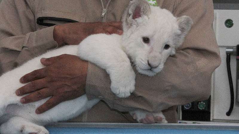 Nace cuarto león blanco en Zoológico de Tlaxcala