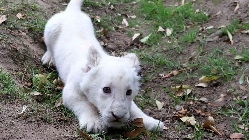 Exhibirá Zoológico de Tlaxcala a cachorra de león blanco 