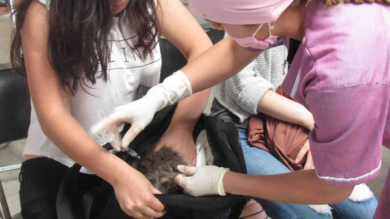 Inicia alcaldía capitalina acciones de esterilización canina