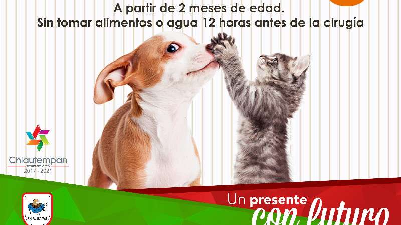 Primera campaña de esterilización de perros y gatos Chiautempan  