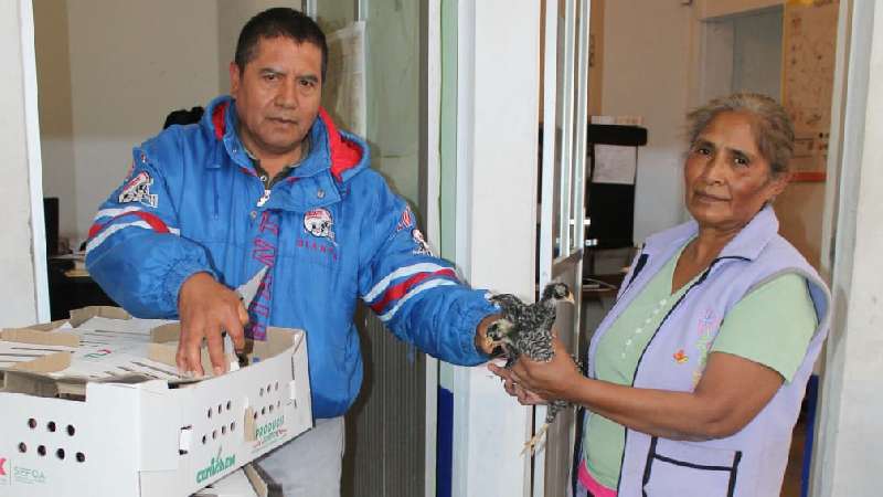 Entregan en Tocatlán de más de 200 paquetes de aves a familias