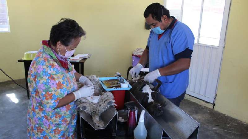 Esterilización de perros y gatos en Tocatlán 