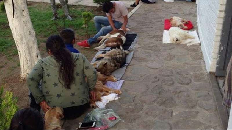 Previene comuna capitalina proliferación de perros y gatos