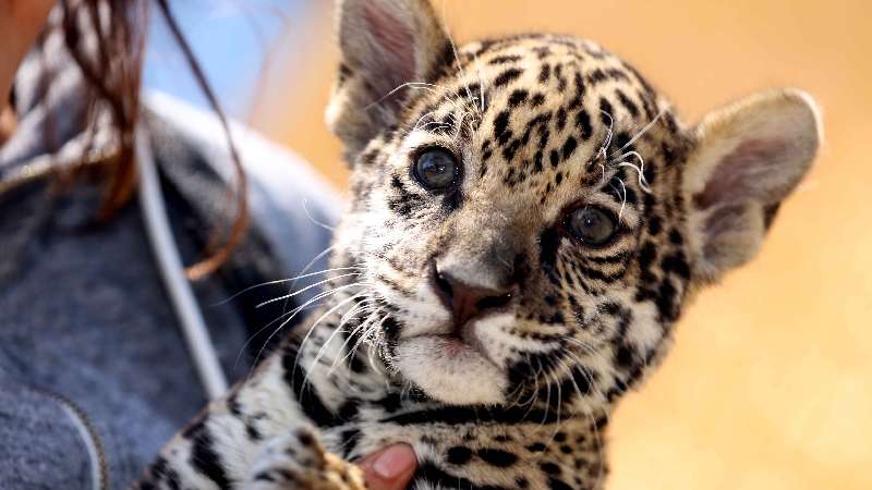 Presenta CGE convocatoria para elegir nombre de jaguar