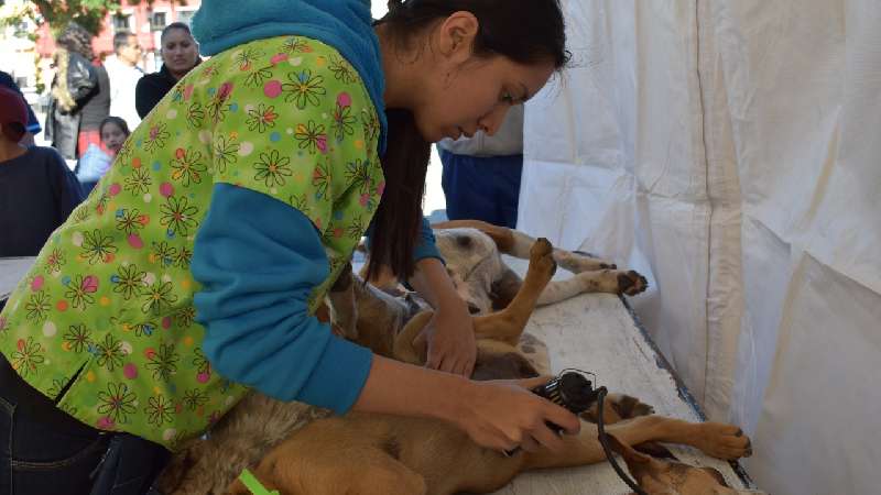 Realizará Zacatelco Campaña de Esterilización de Mascotas