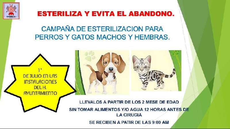 Campaña de esterilización en Tocatlán