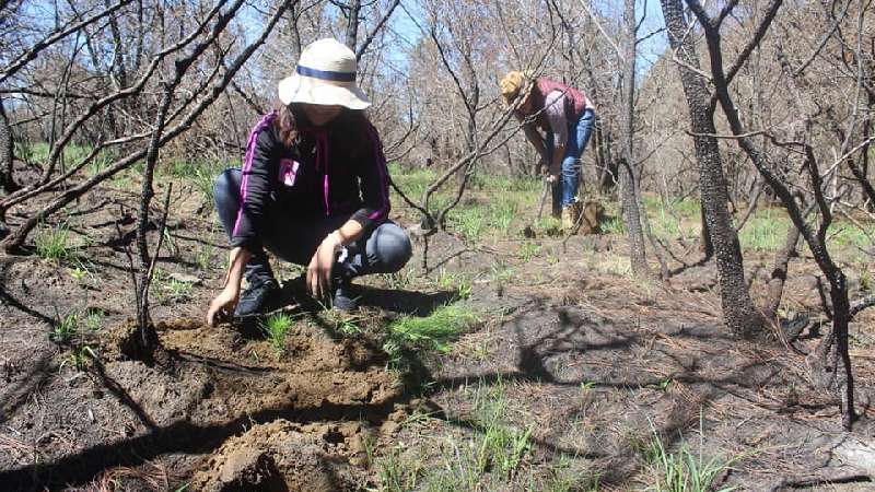 En Tocatlá se reforesta el cerro de El Quimicho