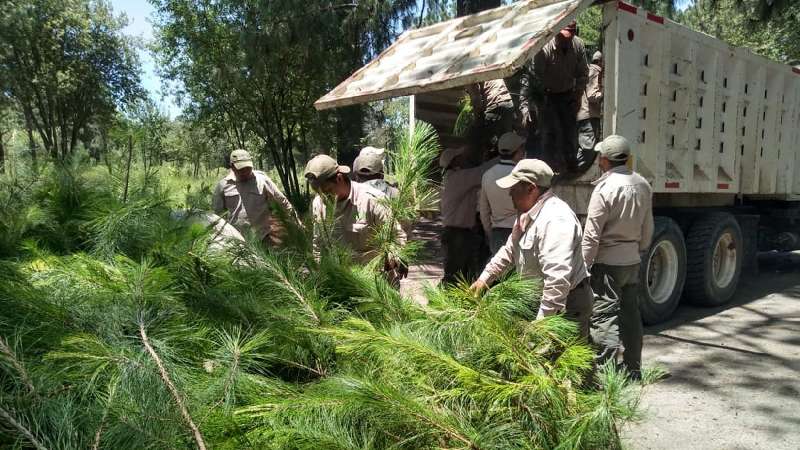 Entrega CGE 450 mil árboles del programa de reforestación 