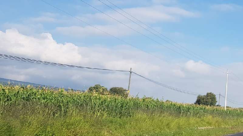 Habrá pérdidas agrícolas, pero no como se esperaba en el campo