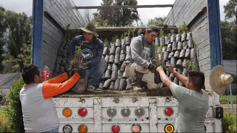 Concluye CGE reforestación en La Malinche con 250 mil árboles